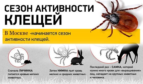 Методы защиты от клещей Методы защиты от клещей