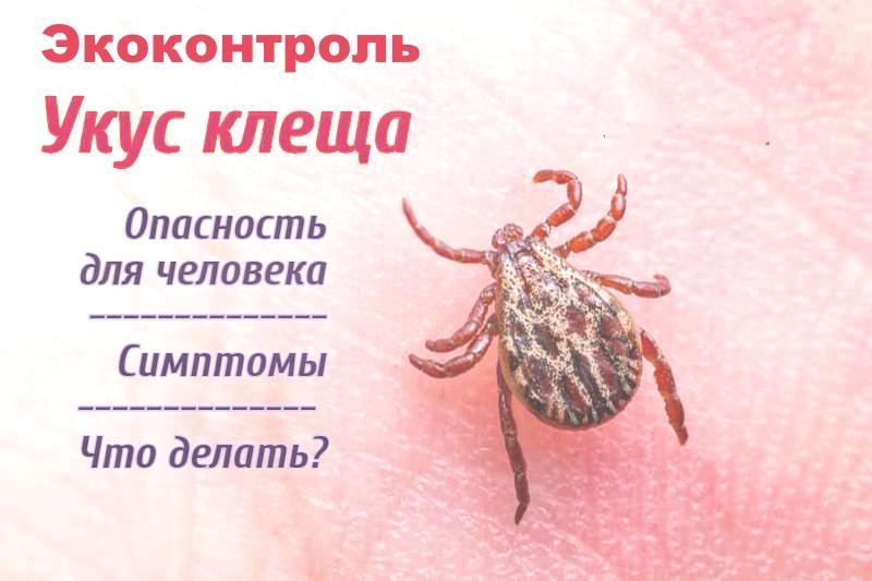 профессиональное уничтожение клещей профессиональное уничтожение клещей