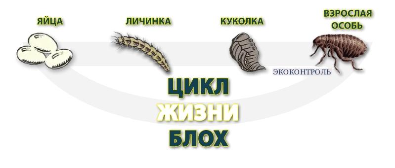 уничтожение блох уничтожение блох