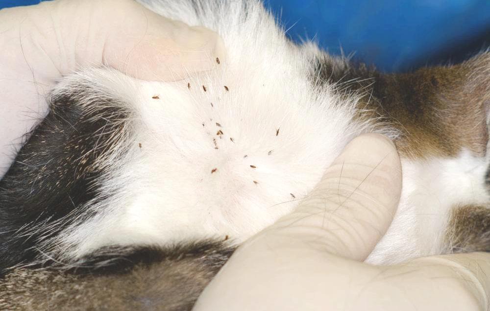 кошачьи блохи