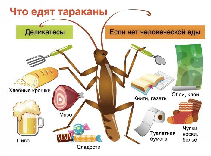 тараканы опасность тараканы опасность