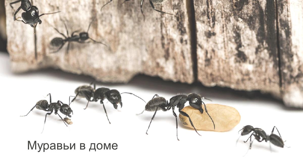 муравьи борьба муравьи борьба