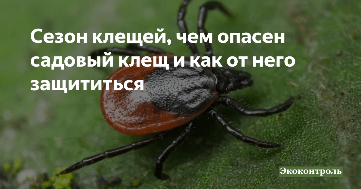 Защита от клещей Защита от клещей