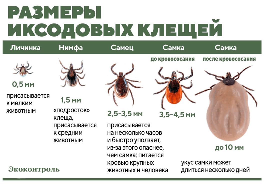 Как отличить энцефалитного клеща от обычного? Как отличить энцефалитного клеща от обычного?