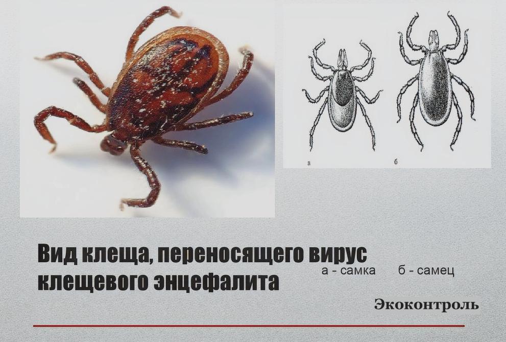 Как отличить энцефалитного клеща от обычного? Как отличить энцефалитного клеща от обычного?